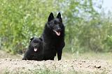 SCHIPPERKE 517